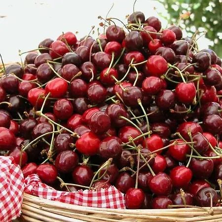 Podere Terra Nuova Peccioli